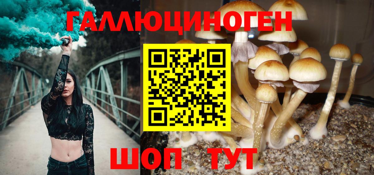 Долгопрудный  Галлюциногенные грибы прущие грибы  Псилоцибиновые грибы Psilocybe  Вход с VPN 